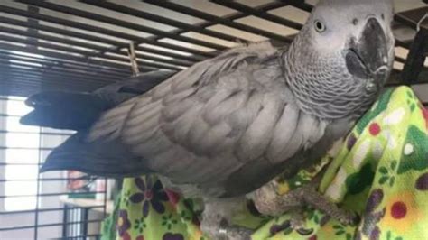 african grey chanel